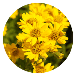 Arnica for dogs