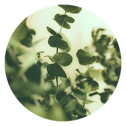 Eucalyptus for dogs