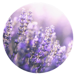 Lavender essential oil for dogs lavender oil for cats calming lavender dogs cats pets