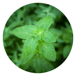Peppermint oil for dogs