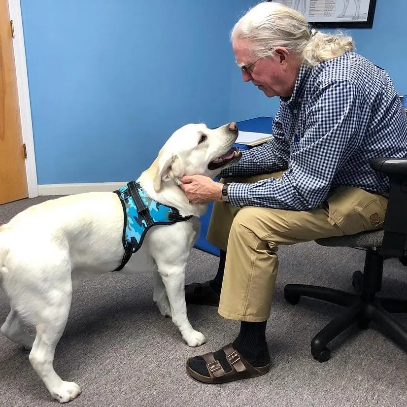 vet approved CBD oil for dogs cbd for pets review testimonial veterinarian