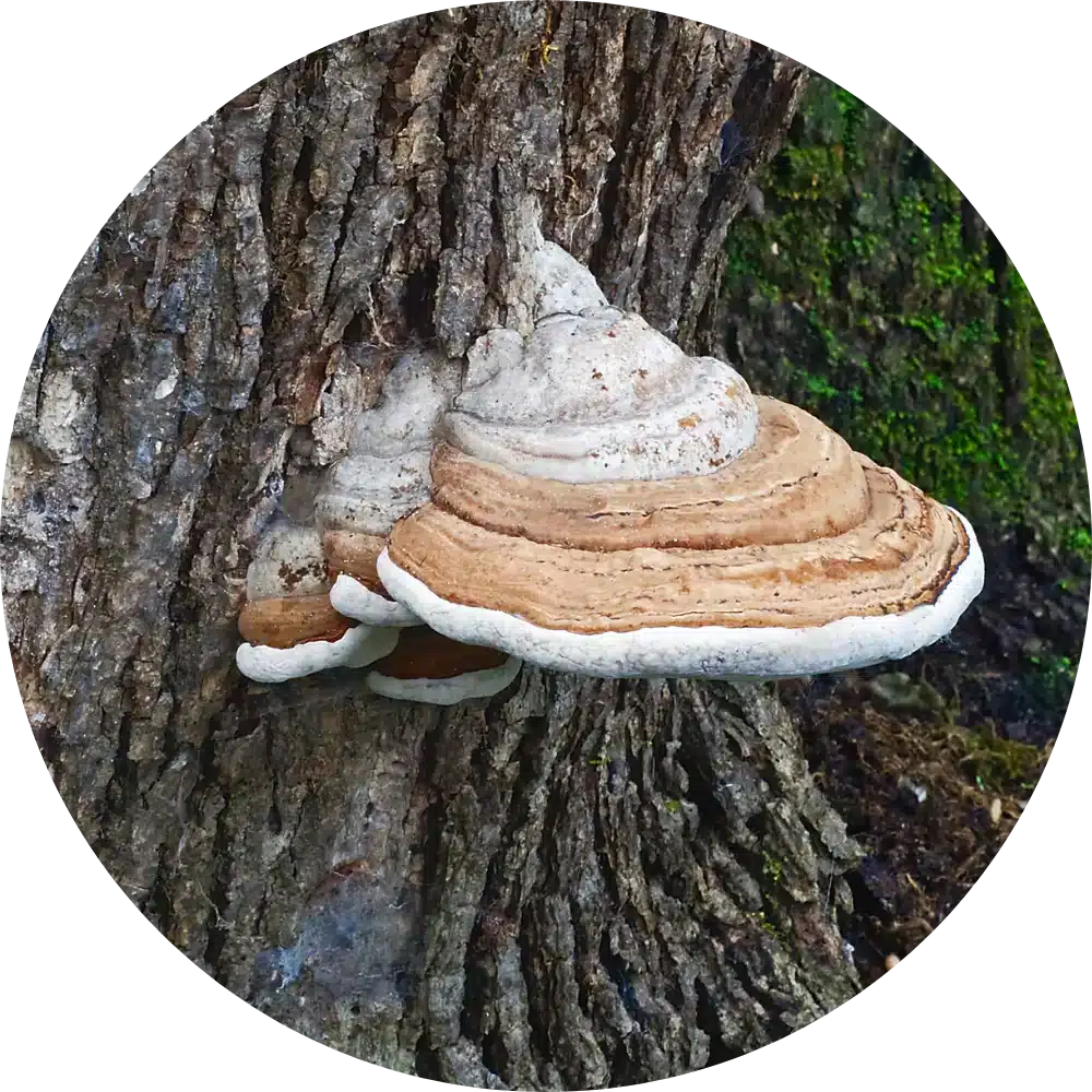 artist conk mushrooms for dogs