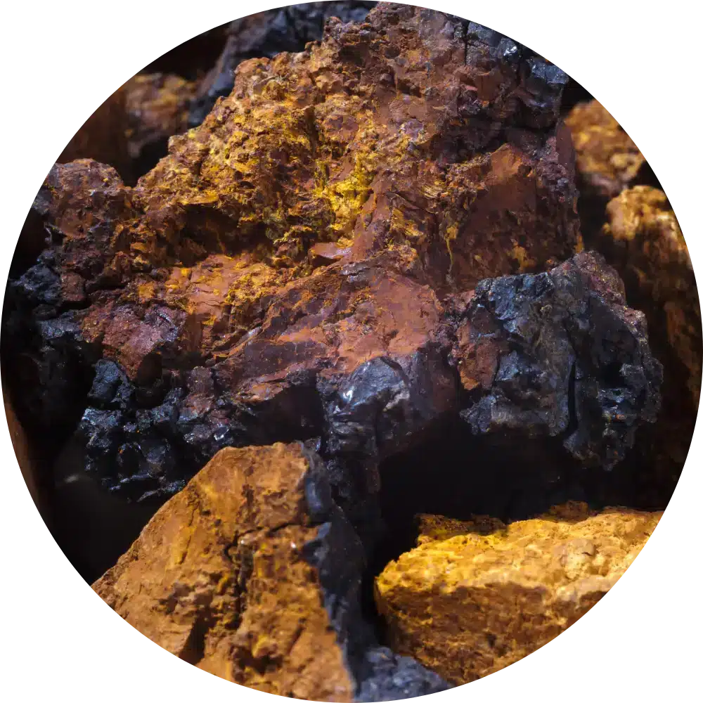 chaga for dogs