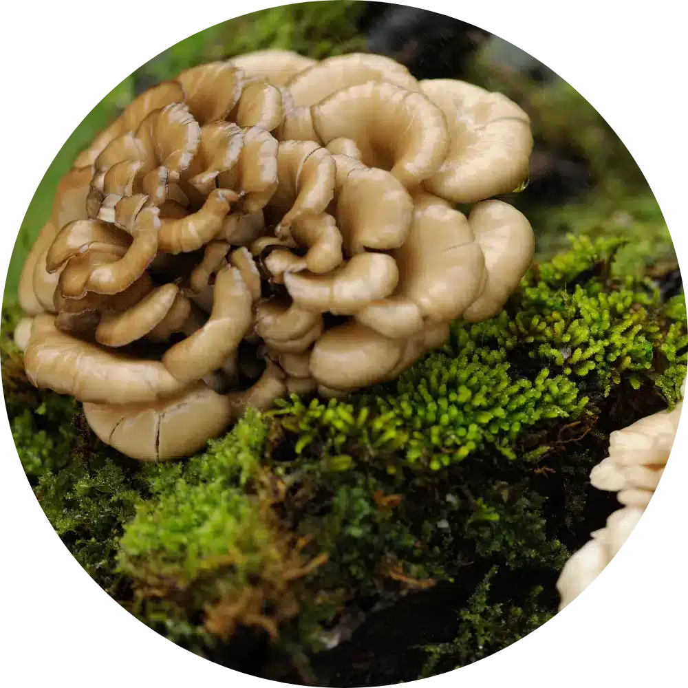 maitake mushroom for dogs