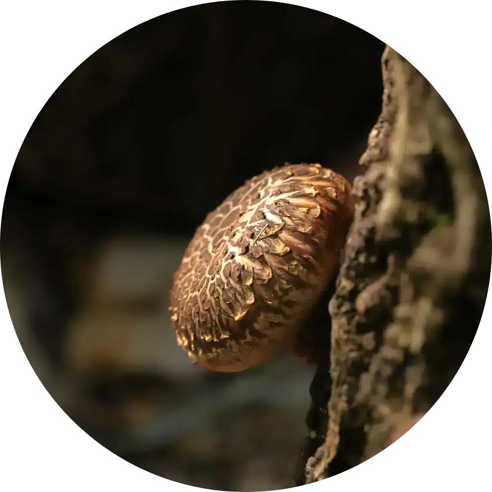 shiitake mushrooms for dogs