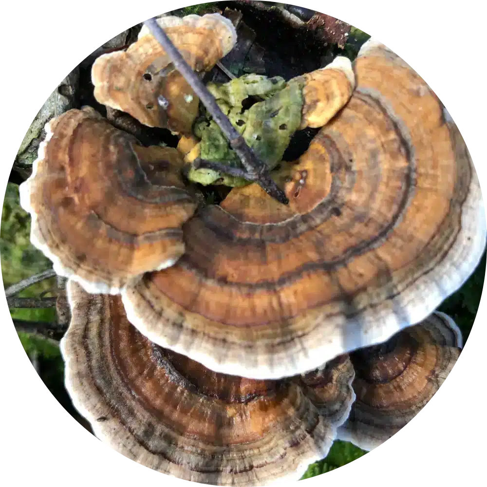 turkey tail for dogs turkey tail mushroom dogs pets