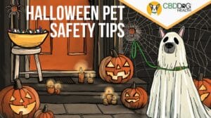Halloween Pet Safety Tips Keeping dogs calm and safe halloween calming cbd treats