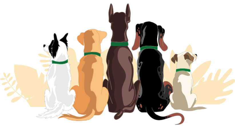 Dogs CBD oil for Dogs Health holistic organic cbd for pets hemp for dogs