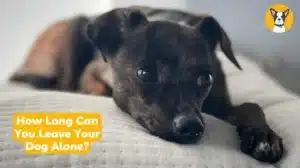 how long can you leave your dog alone at home how long can my dog be home alone